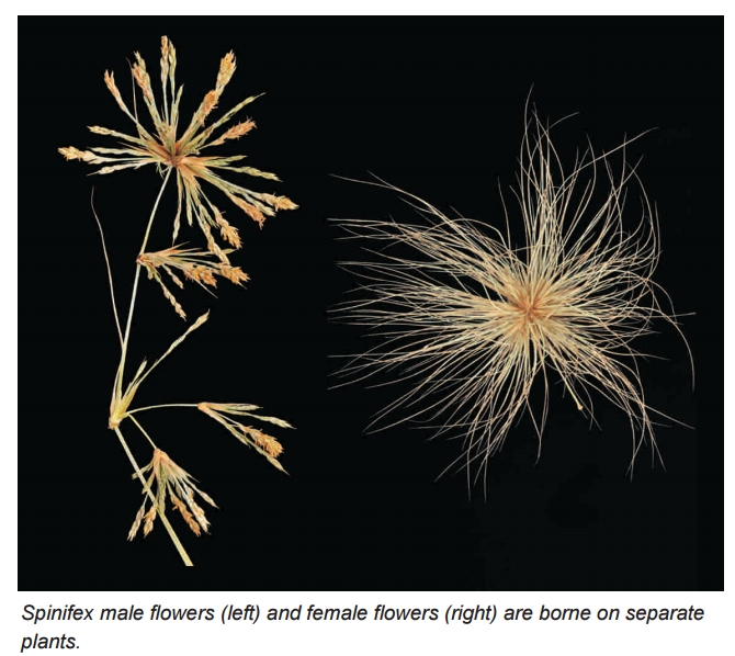 Dall''Australia (WA): Spinifex longifolius (Poaceae)